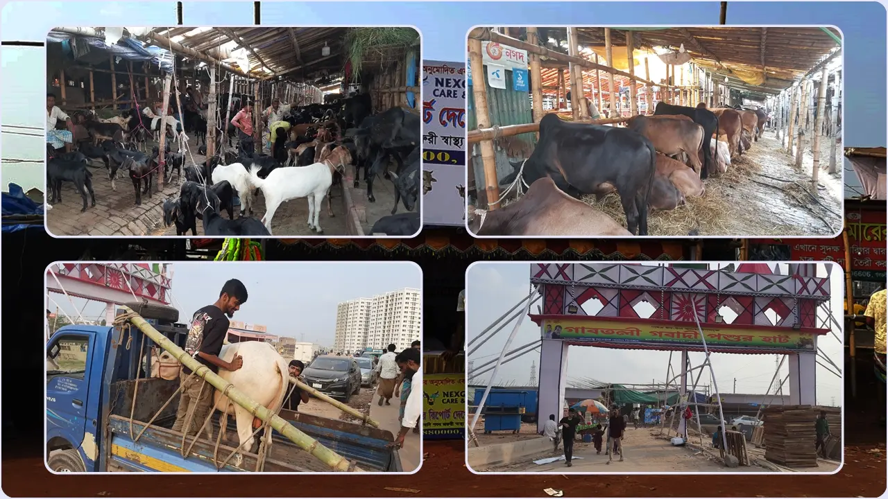 প্রস্তুত গাবতলী পশুর হাট, বাকি শুধু সাজসজ্জা-ক্রেতা সমাগম