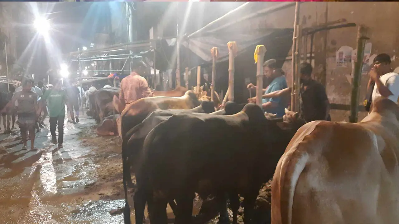 মানুষ শুধু গরু দেখছে, কিনছে না