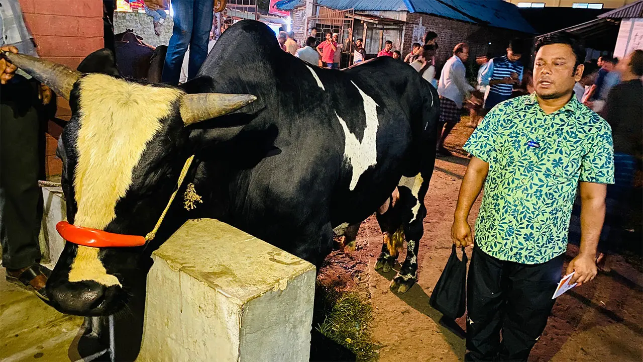 হাট কাঁপাচ্ছে ২০ মণের নোয়াখালীর ‘টাইটানিক’