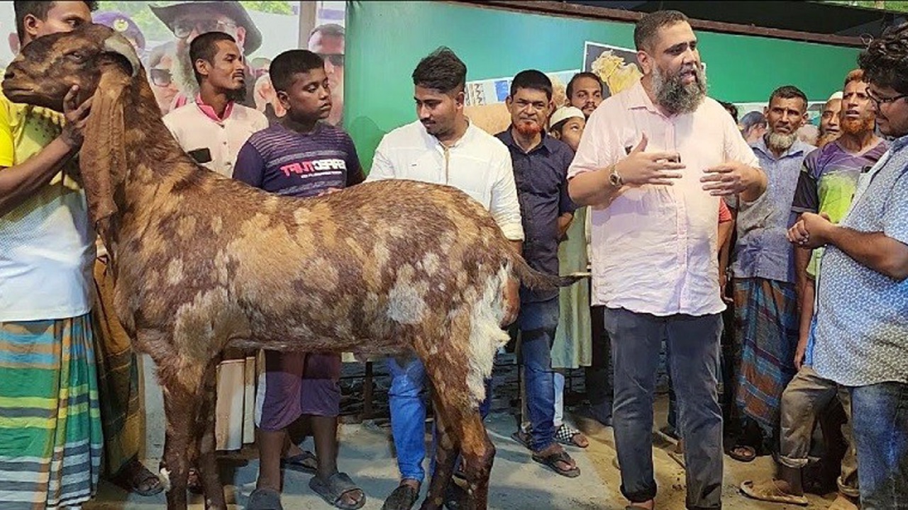 ছাগল-ভেড়া পালনে মিলবে ৪ শতাংশ সুদে ঋণ