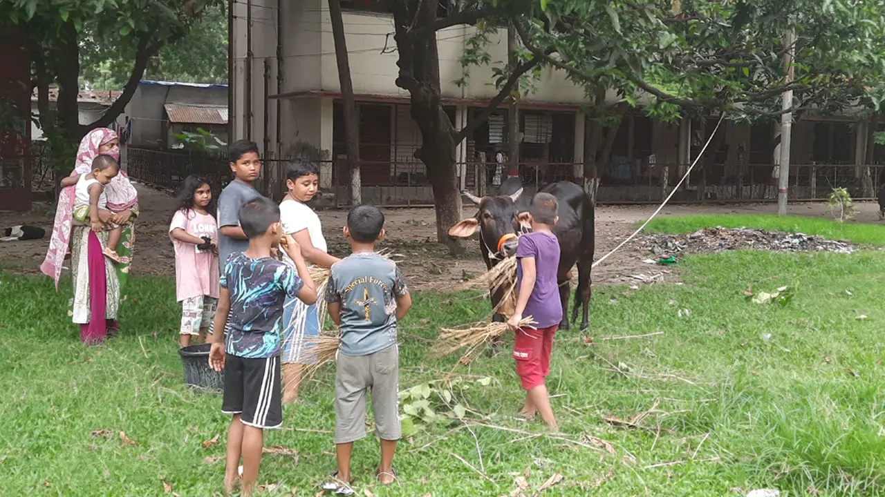 কোরবানির পশুর সঙ্গে আনন্দে মেতেছে শহরের শিশুরা