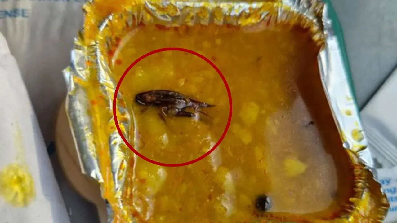 ট্রেনে পরিবেশিত খাবারে আবারও মিলল তেলাপোকা