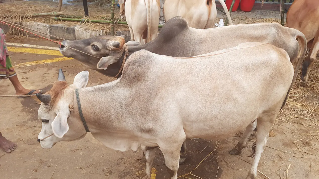 ছোট ও মাঝারি গরুতে আগ্রহ বেশি ক্রেতাদের