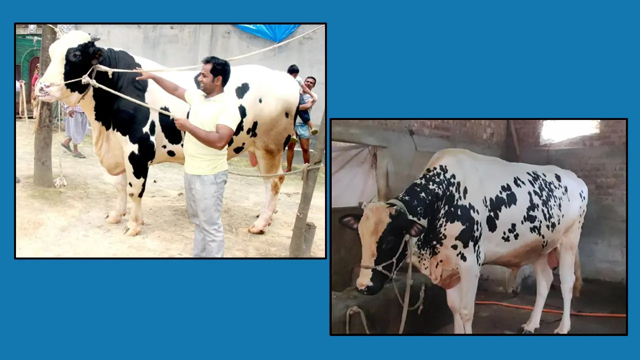 কোরবানির হাট কাঁপাবে দিনাজপুরের রাজা ও সম্রাট