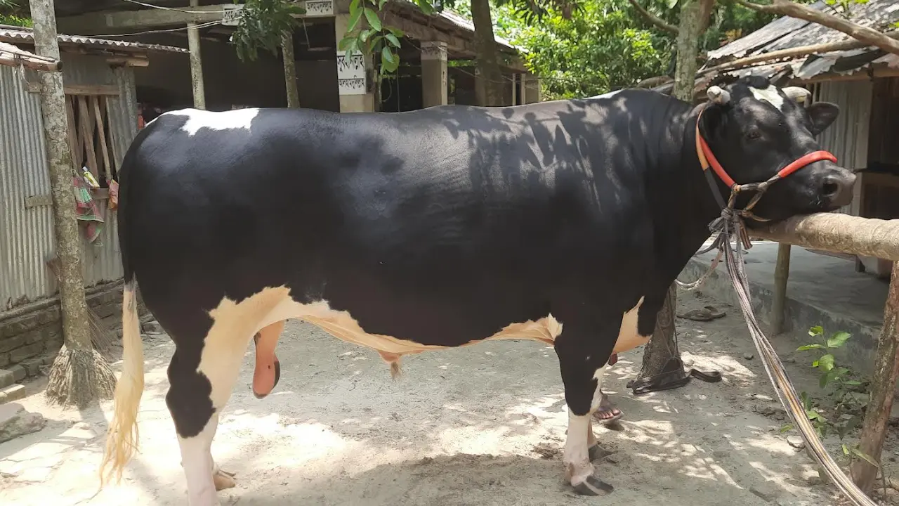 চা-বিস্কুট আর কোল্ড ড্রিংকস খায় ৪০ মণের ‘নুন্টু’, দাম ১০ লাখ