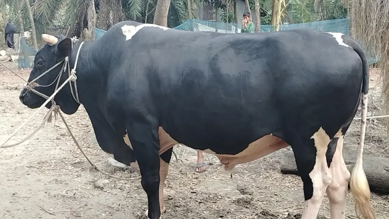 নজর কাড়ছে স্কুলছাত্র রব্বানীর ‘কালো মানিক’