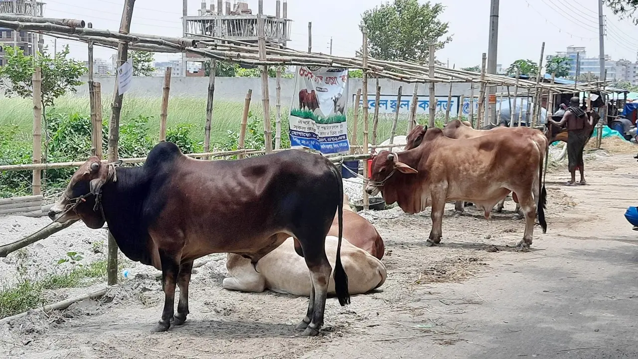 চৌহদ্দির বাইরে হাট নয়, জোরপূর্বক পশু স্থানান্তরে হবে ছিনতাই মামলা