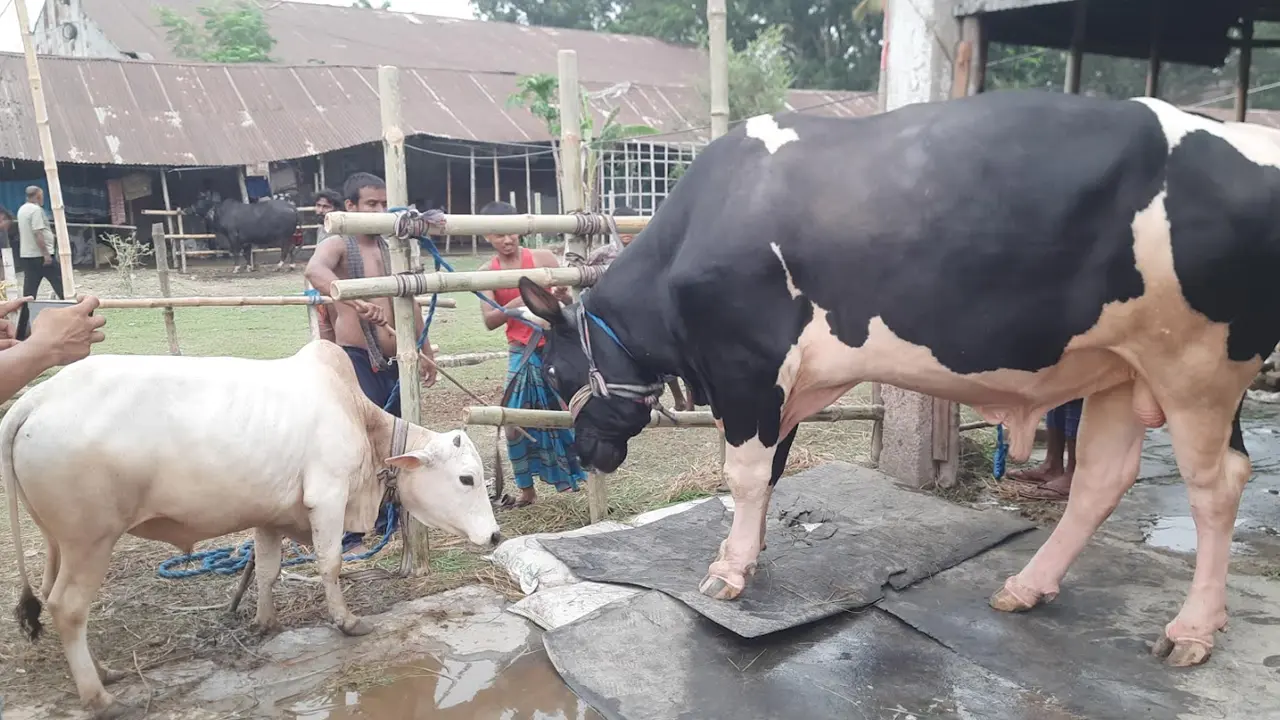 ২৪ মণের শান্তকে কিনলে অশান্ত ফ্রি