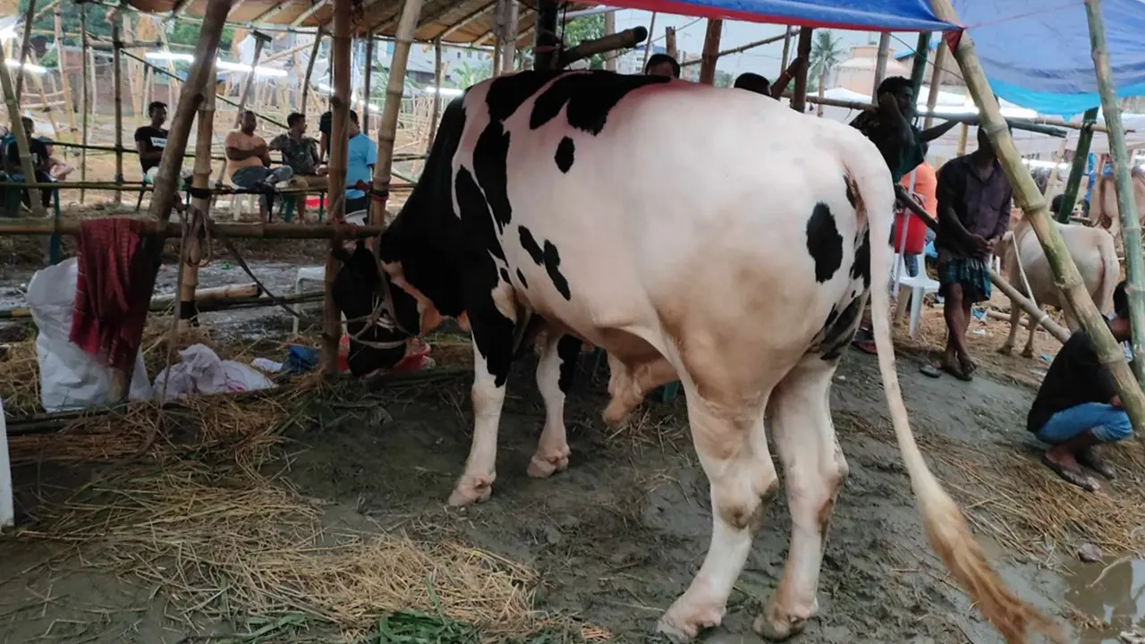 শেষ সময়ে কপালে চিন্তার ভাঁজ বড় গরুর মালিকদের