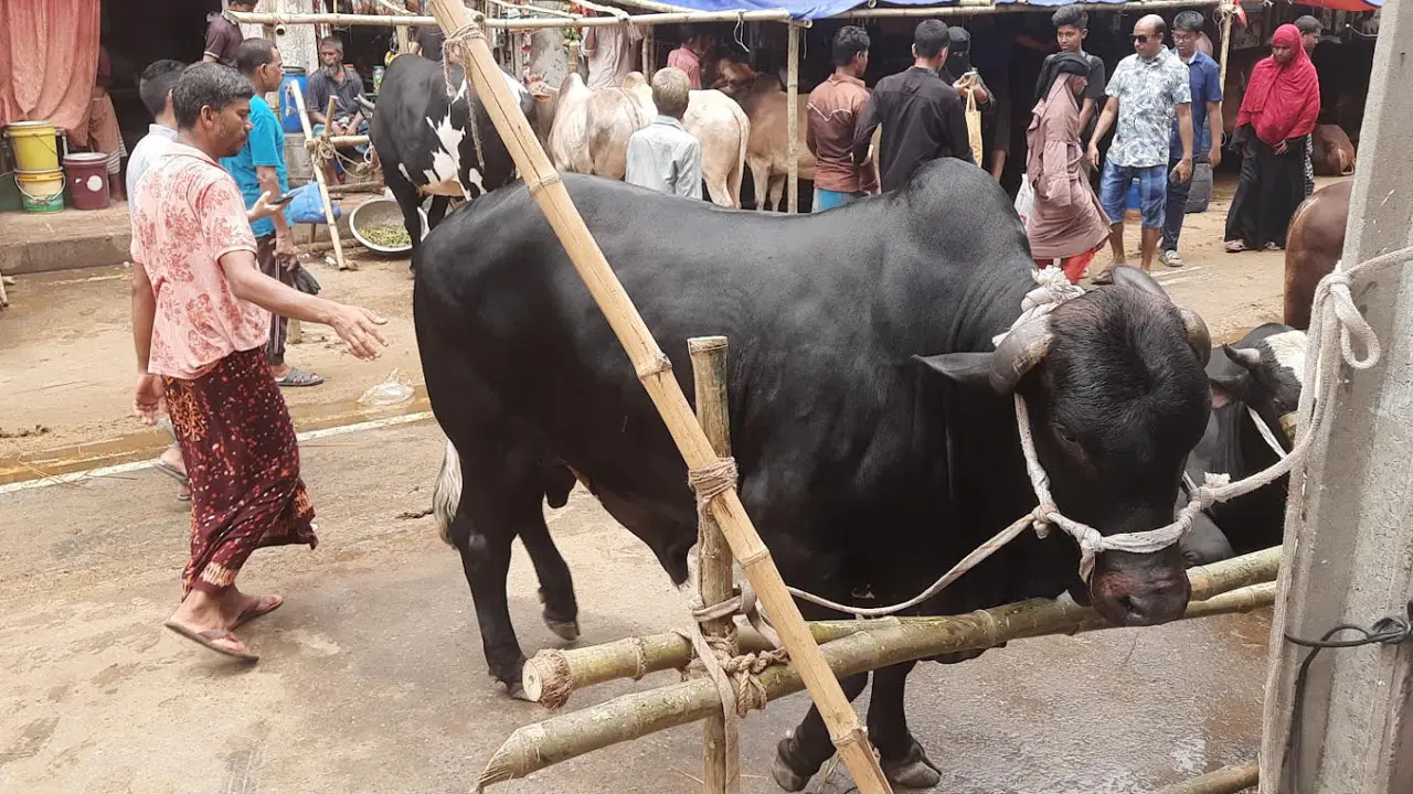 ২০ মণ ওজনের ‘মহারাজ’, দাম ৬ লাখ টাকা