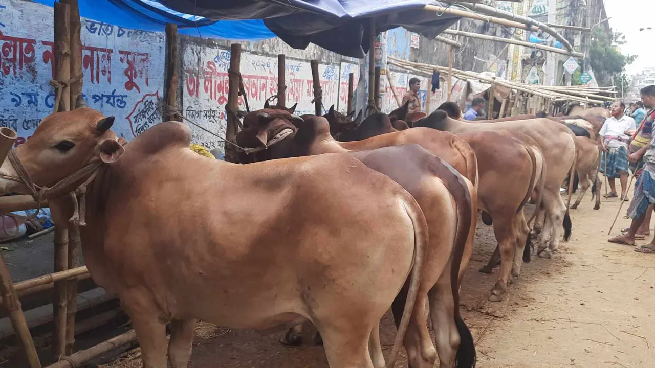 গরু বিক্রি হচ্ছে, তবে পর্যাপ্ত নয়