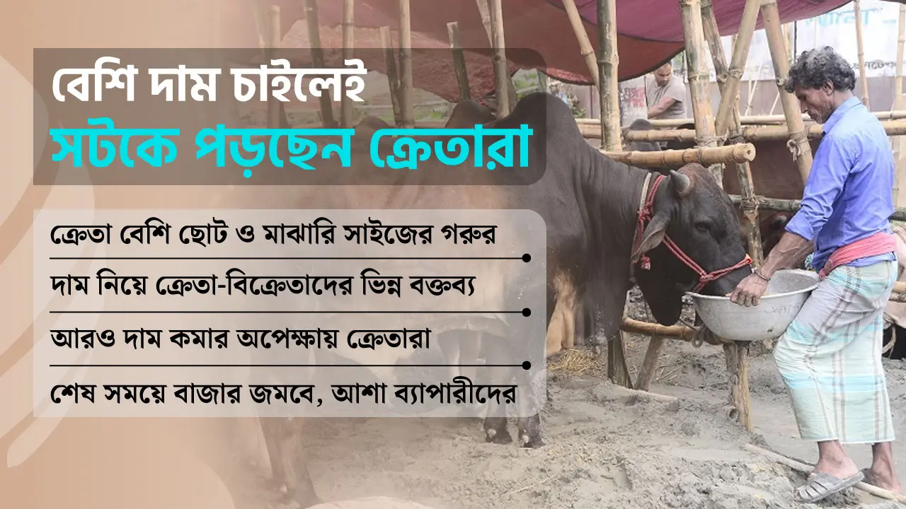 গরু বেশি ক্রেতা কম, হতাশ বিক্রেতারা 