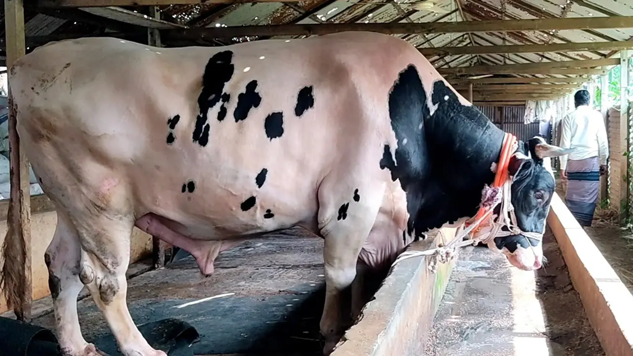 ৪৩ মণের ‘নাতিবাবু’র দাম ১৫ লাখ!