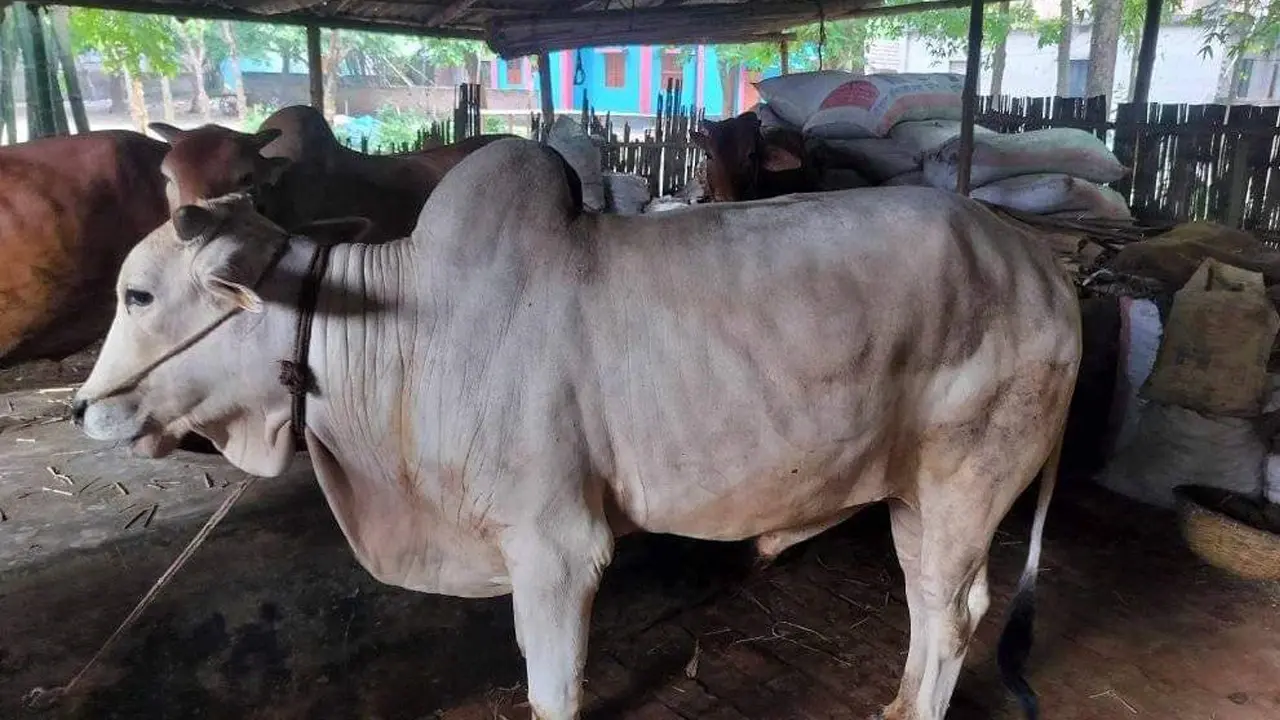 কসাই নেই, কোরবানি কাল