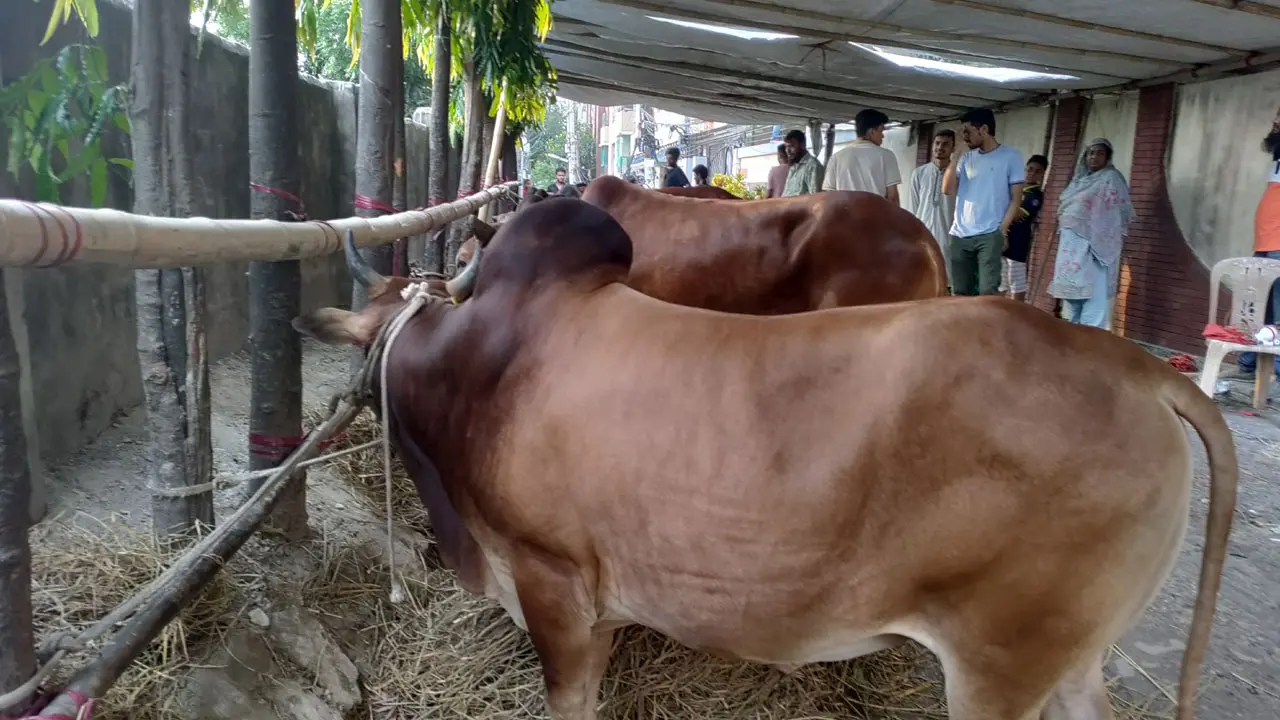 চট্টগ্রামের বাজারে নজর কাড়ছে উচ্চশিক্ষিত নারীর ১৪ গরু