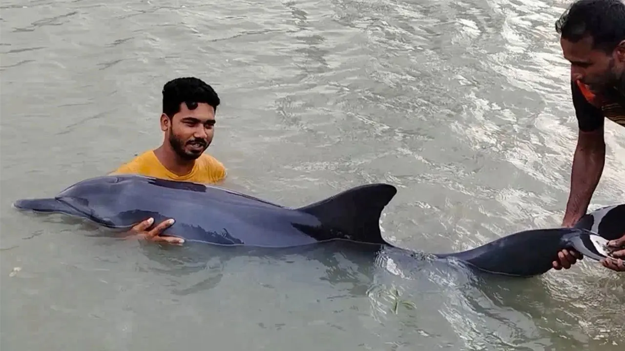 কলাপাড়ায় ডোবা থেকে জীবিত ডলফিন উদ্ধার