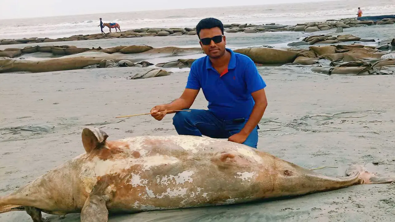 কুয়াকাটা সৈকতে ভেসে এলো ১০ ফুট লম্বা মৃত ডলফিন