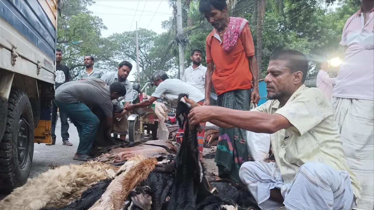 ৫১ পিস খাসির চামড়ার দাম দিতে চায় ৩০০ টাকা!
