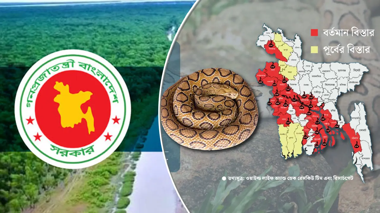 রাসেলস ভাইপার নিয়ে আতঙ্ক নয়, কামড়ে কী করণীয়?