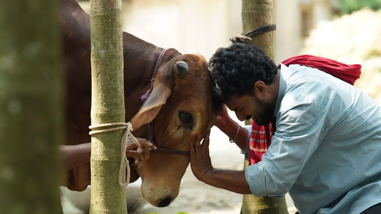 নাটকের নাম ভূমিকায় গরু!