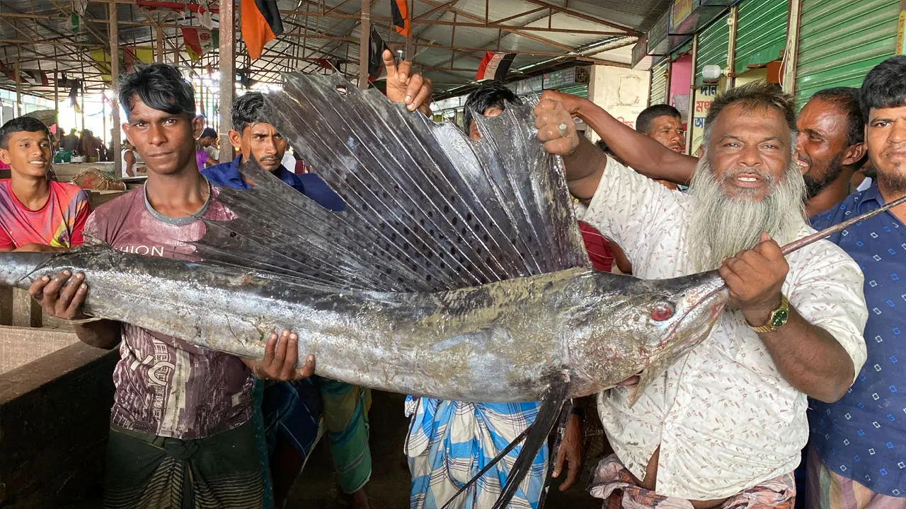 হাতিয়ায় আবারও জেলের জালে ধরা পড়ল ২৫ কেজির পাখি মাছ 