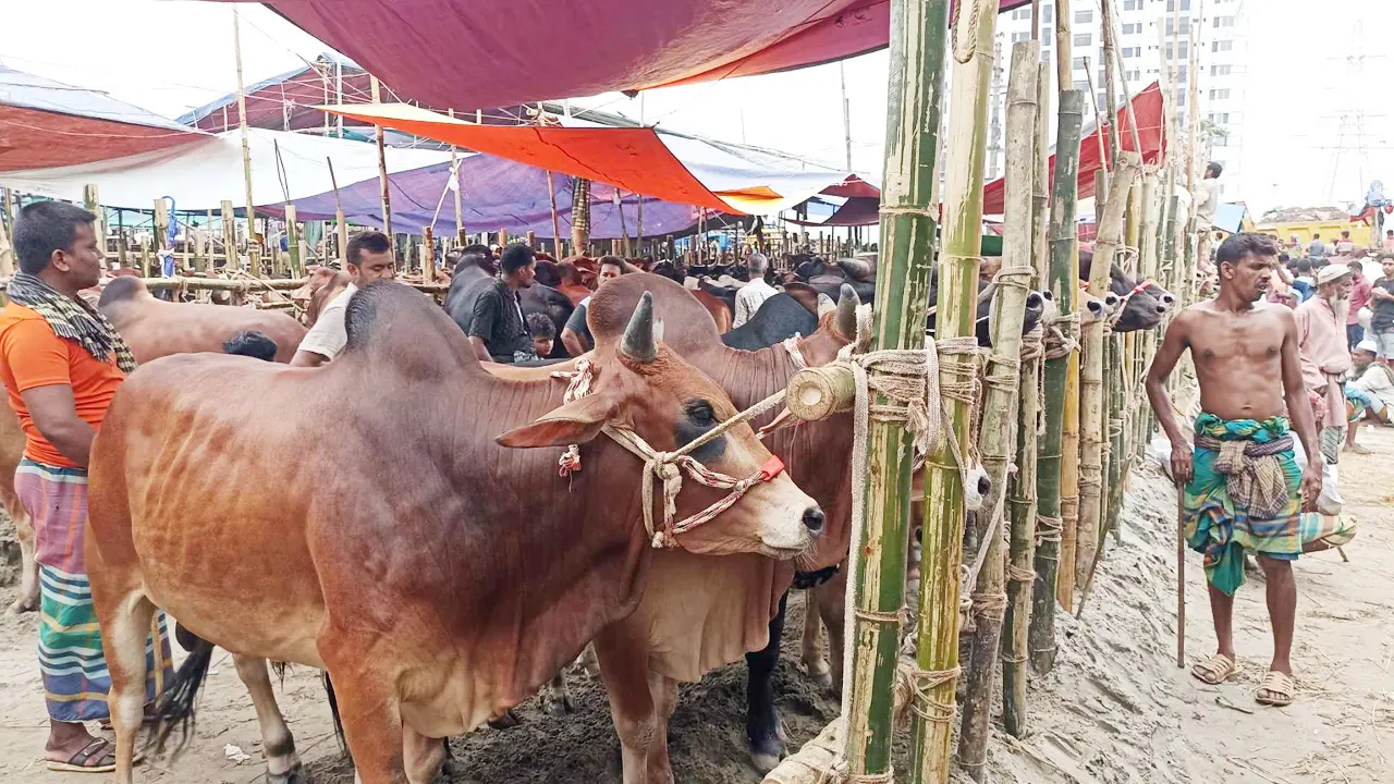 কাঙ্ক্ষিত দামে মিলছে না পশু, অপেক্ষা বাড়ছে ক্রেতাদের