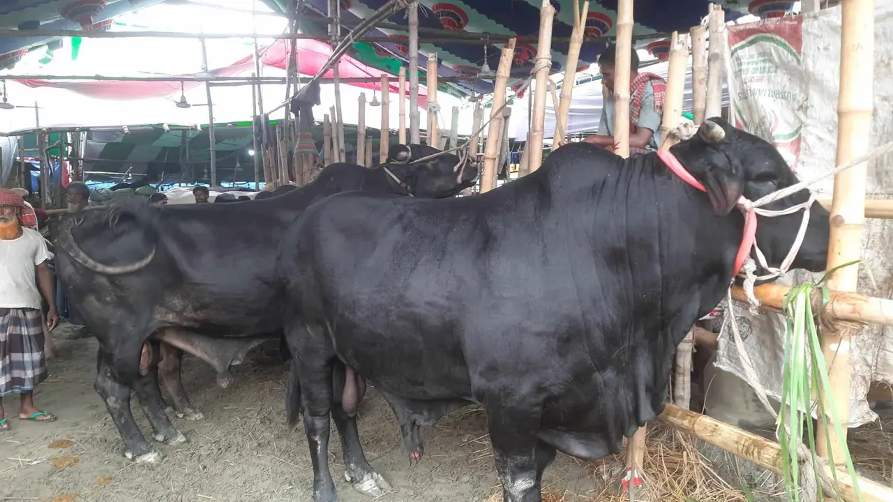 জমে উঠেছে পশুর হাট, গাবতলীতে নজর কাড়ছে বড় গরু