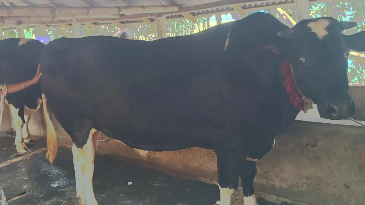 ইন্তাজ আলীর গরু কিনলে খাসি ফ্রি!