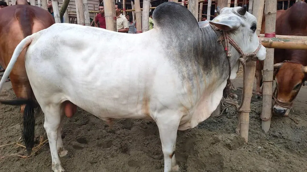 পশুখাদ্যের দামের প্রভাব কোরবানির বাজারে