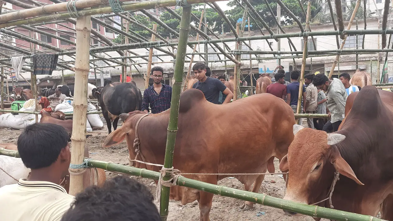 কমলাপুর হাটে আসছে কোরবানির পশু, বিক্রি জমবে শুক্রবার