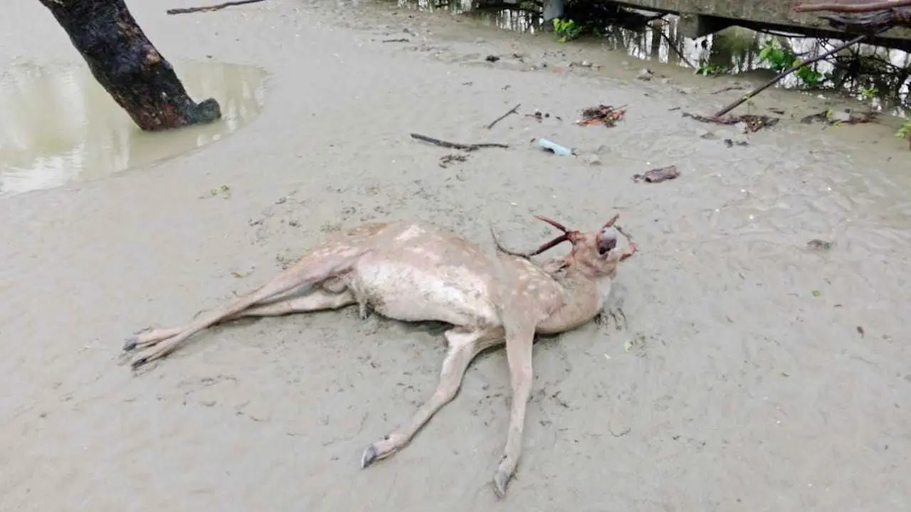 সুন্দরবন থেকে আরও ২৩ মৃত হরিণ উদ্ধার