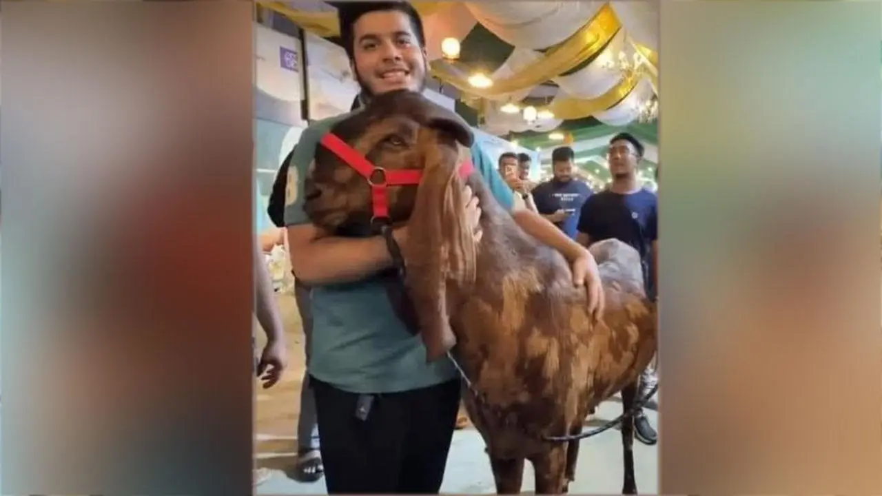 সাদিকের ১৫ লাখ টাকার সেই ছাগলটি কোথায়?