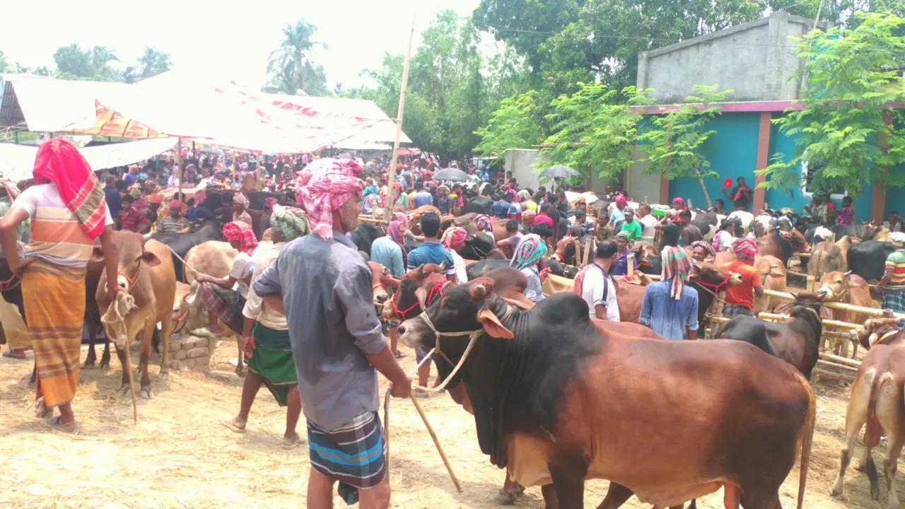 যশোরে জমতে শুরু করেছে পশুর হাট, নেই ক্রেতা