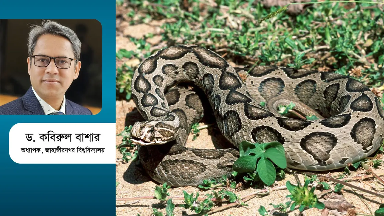 Russell's Viper রাসেলস ভাইপার : আতঙ্ক, গুজব ও বাস্তবতা
