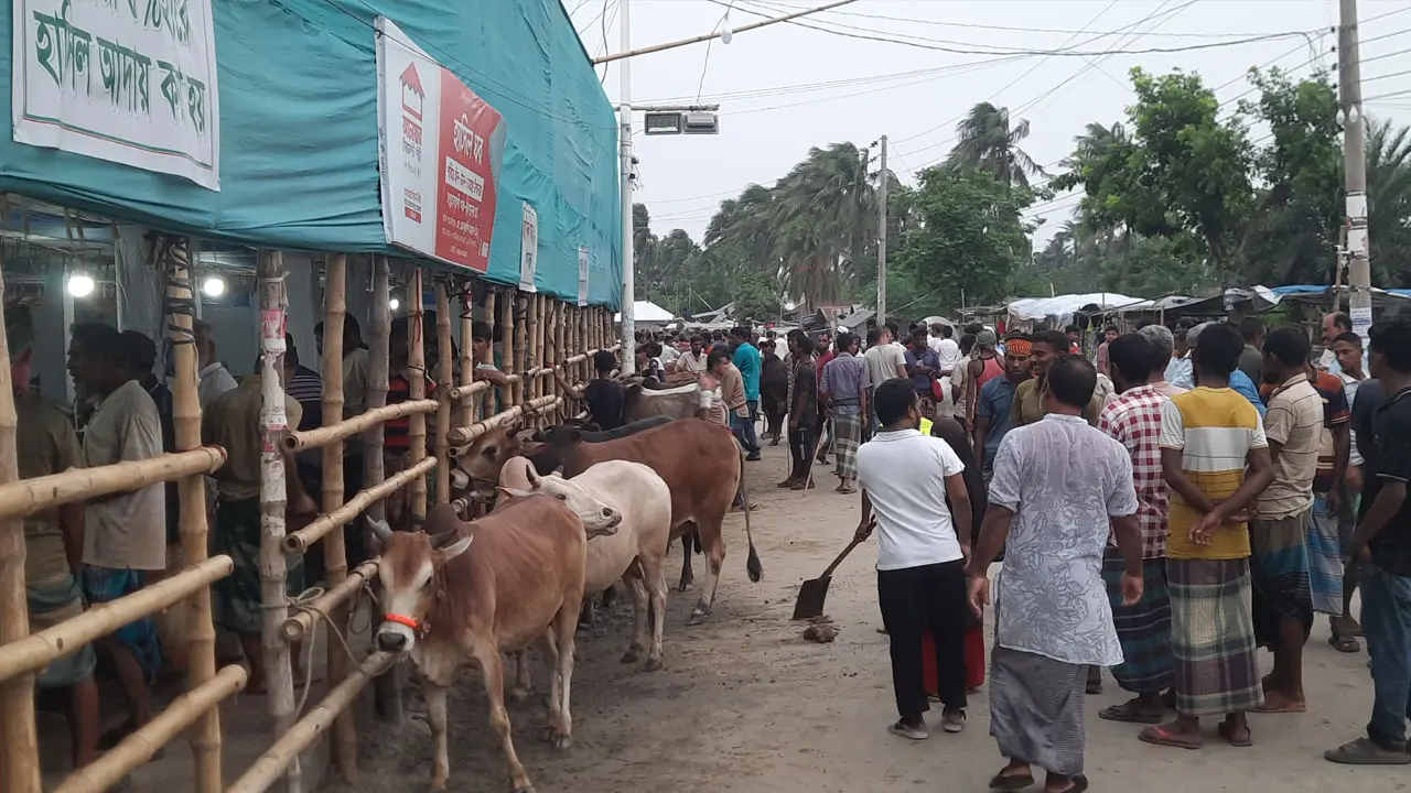 শেষ মুহূর্তে চাহিদার শীর্ষে ছোট ও মাঝারি গরু