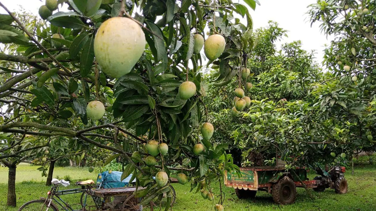 জার্মানিতে রপ্তানি হলো হাঁড়িভাঙা আম