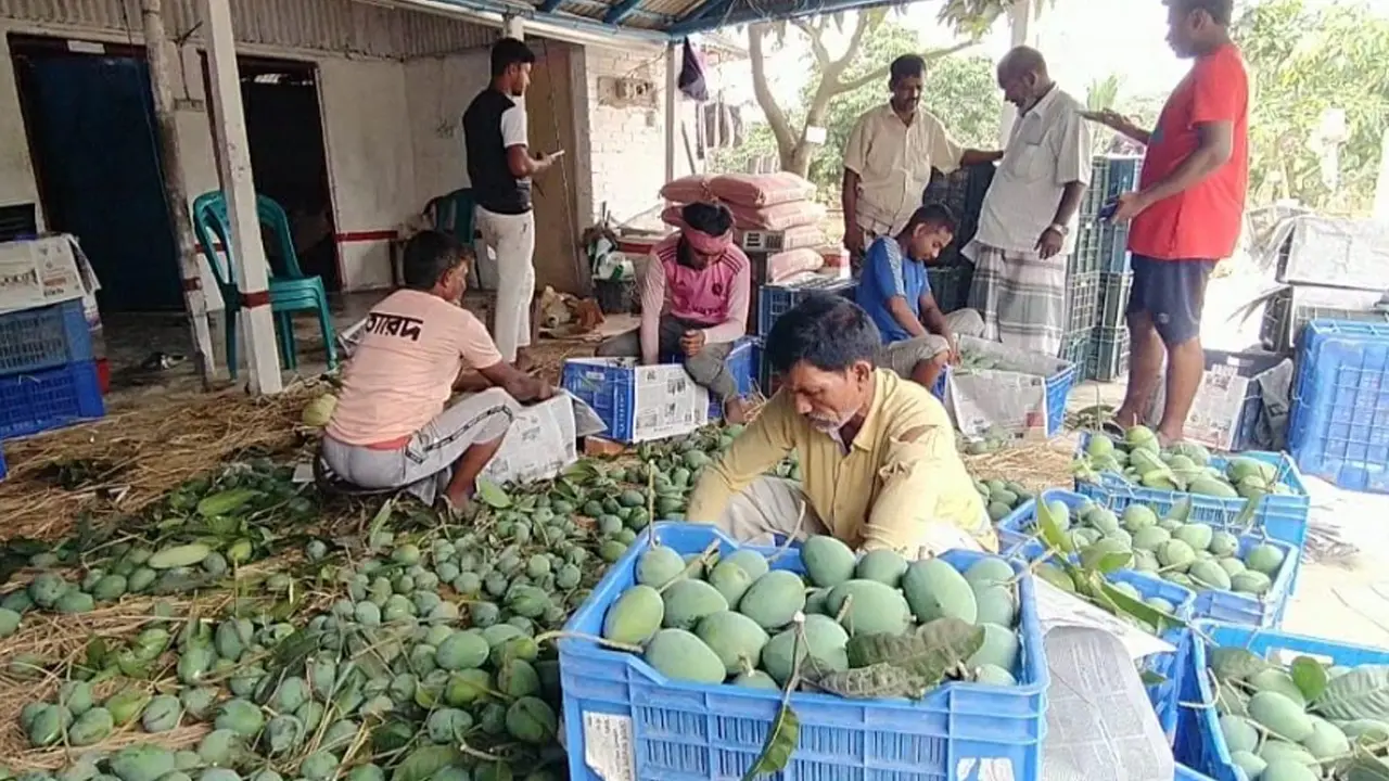চাঁপাইনবাবগঞ্জ থেকে আমের প্রথম চালান গেল সুইডেনে