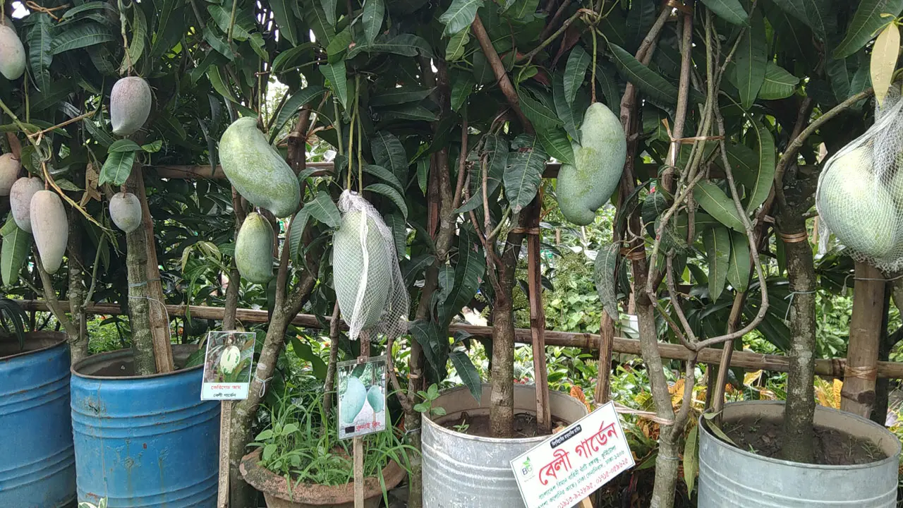 গাছের দাম ১৩ হাজার, আমের ওজন ৬ কেজি!