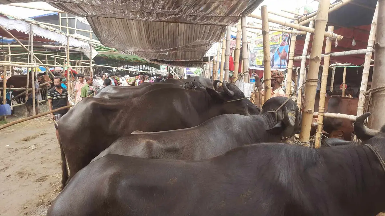 গরুর তুলনায় দাম কম মহিষের