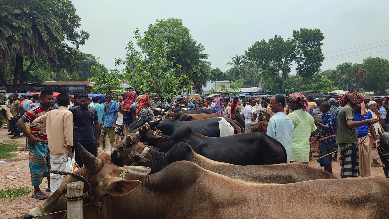 নাটোরে জমে উঠেছে পশুর হাট, অতিরিক্ত হাসিল আদায়