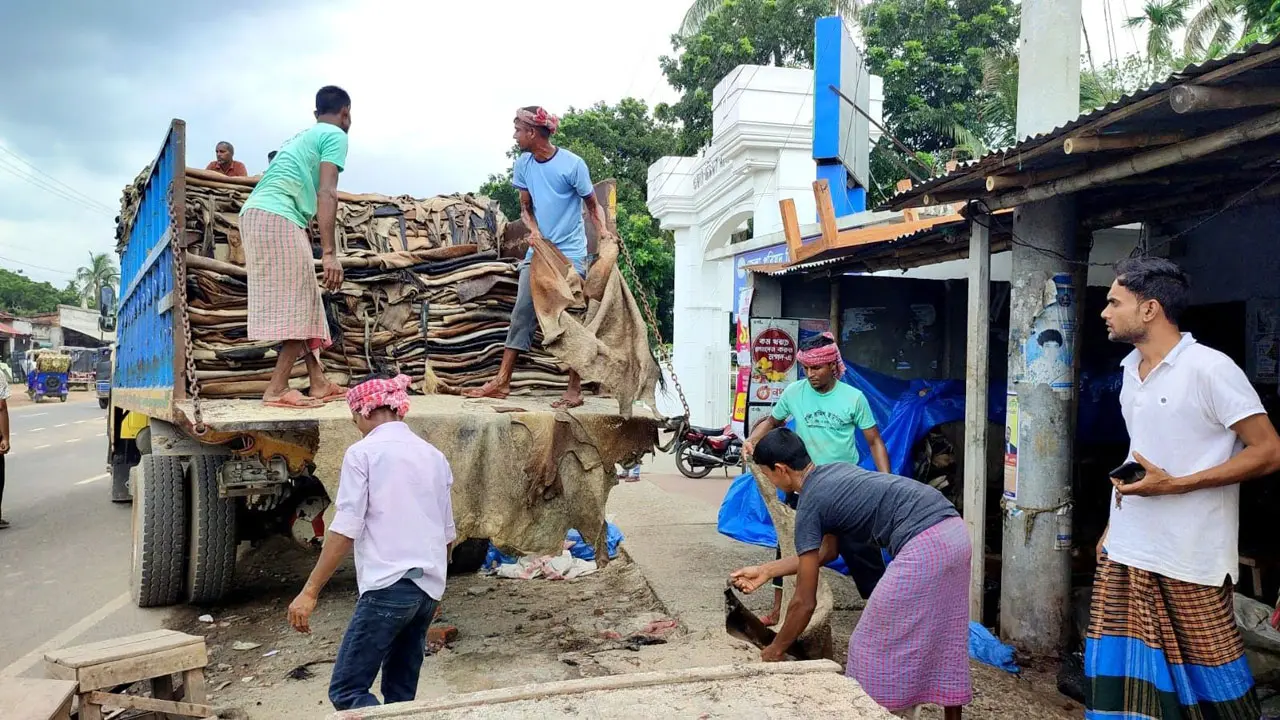 নাটোরে এক রাতেই ৭০ হাজার চামড়া সংগ্রহ