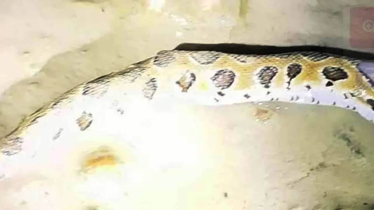 নোয়াখালীতে মাছঘাটে মিলল বিষধর রাসেলস ভাইপার