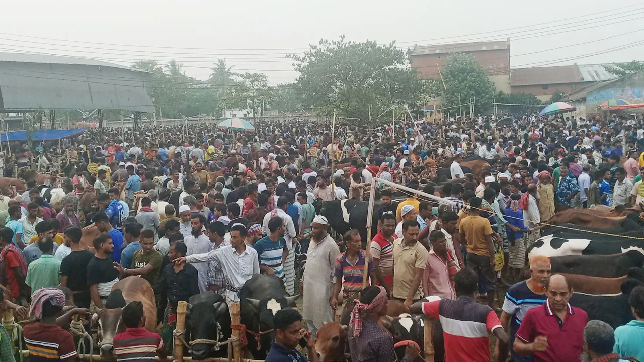 পাবনায় জমজমাট পশুর হাট, মাঝারি গরুর চাহিদা বেশি