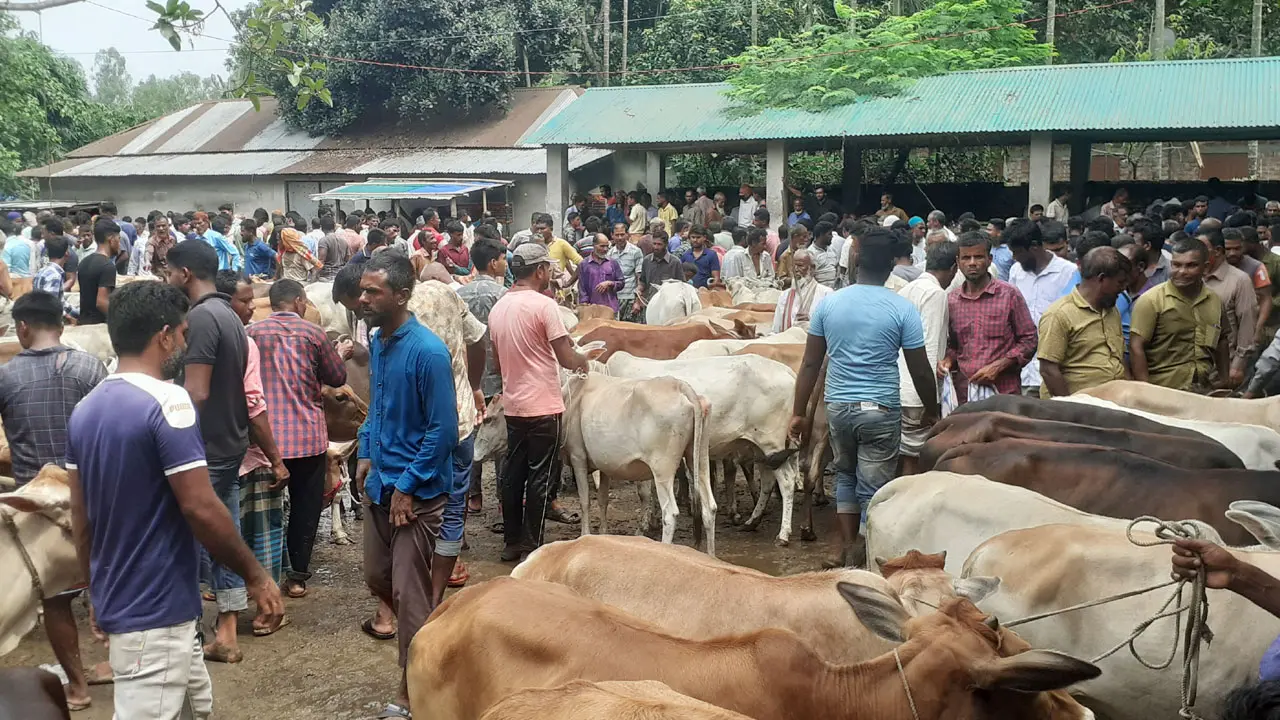 পঞ্চগড়ে জমে উঠেছে পশুর হাট, মাঝারি গরুর চাহিদা বেশি