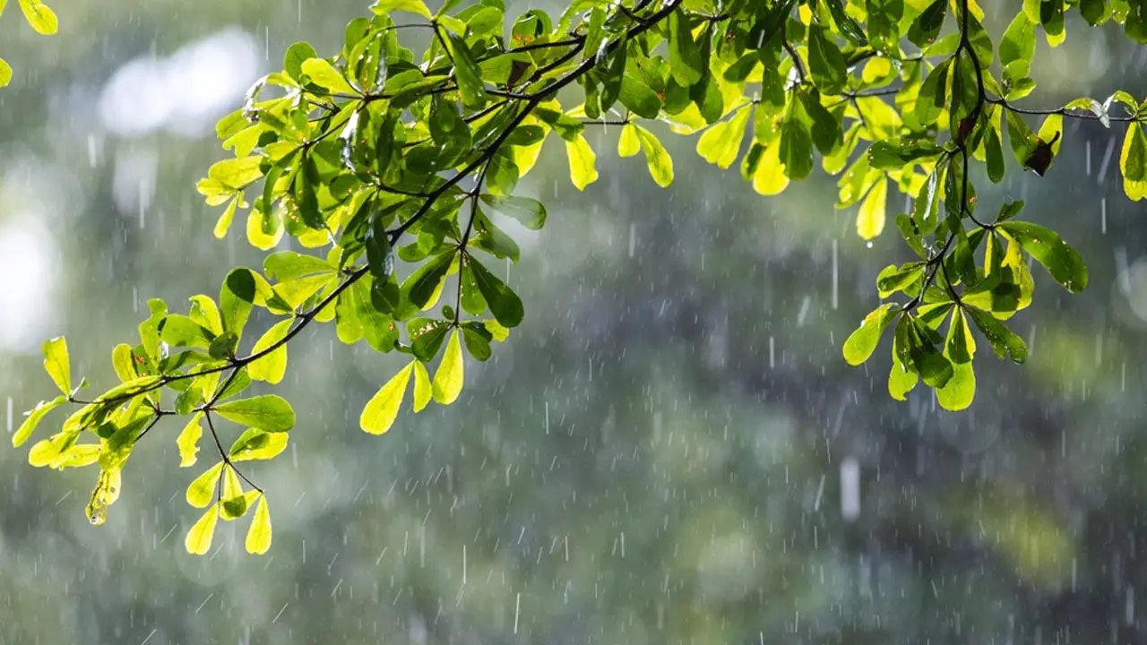 কেমন থাকবে আজ দিনের আবহাওয়া? (২০ জুন ২০২৪)