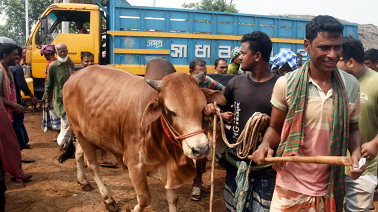 ৩৩-৩৭ হাজার টাকা মণ টার্গেটে বিক্রি হচ্ছে কোরবানির পশু