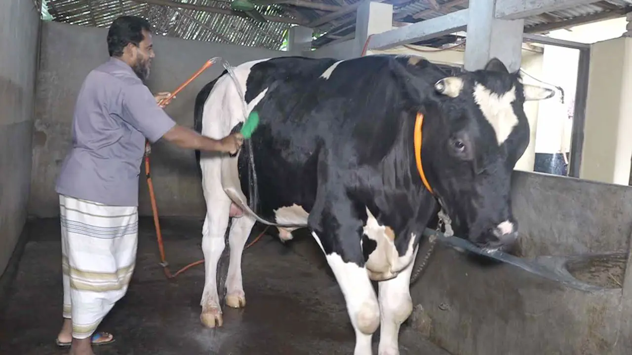 শখের বাহাদুরকে বিক্রি করে হজে যাওয়ার স্বপ্ন সহিদার দম্পতির