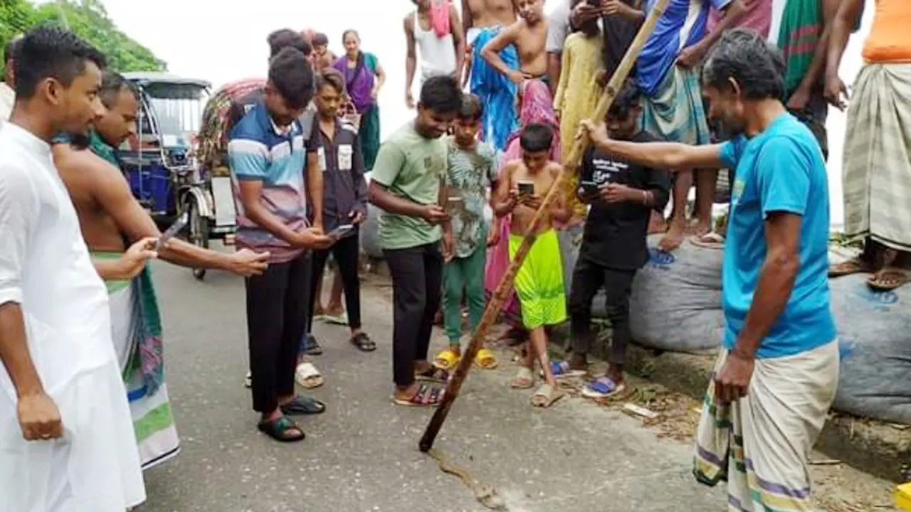মেঘনা উপকূলে দেখা মিলছে রাসেলস ভাইপারের
