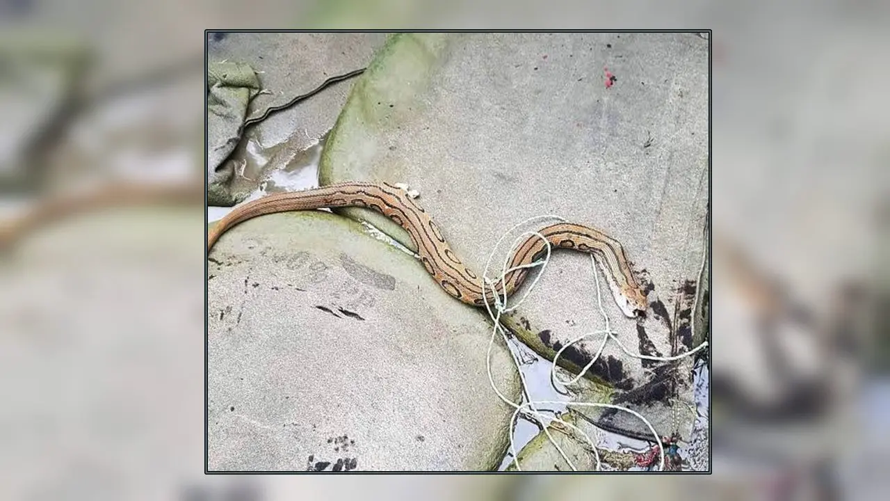 লক্ষ্মীপুরে রাসেলস ভাইপার আতঙ্কে পিটিয়ে মারা হলো সাপ