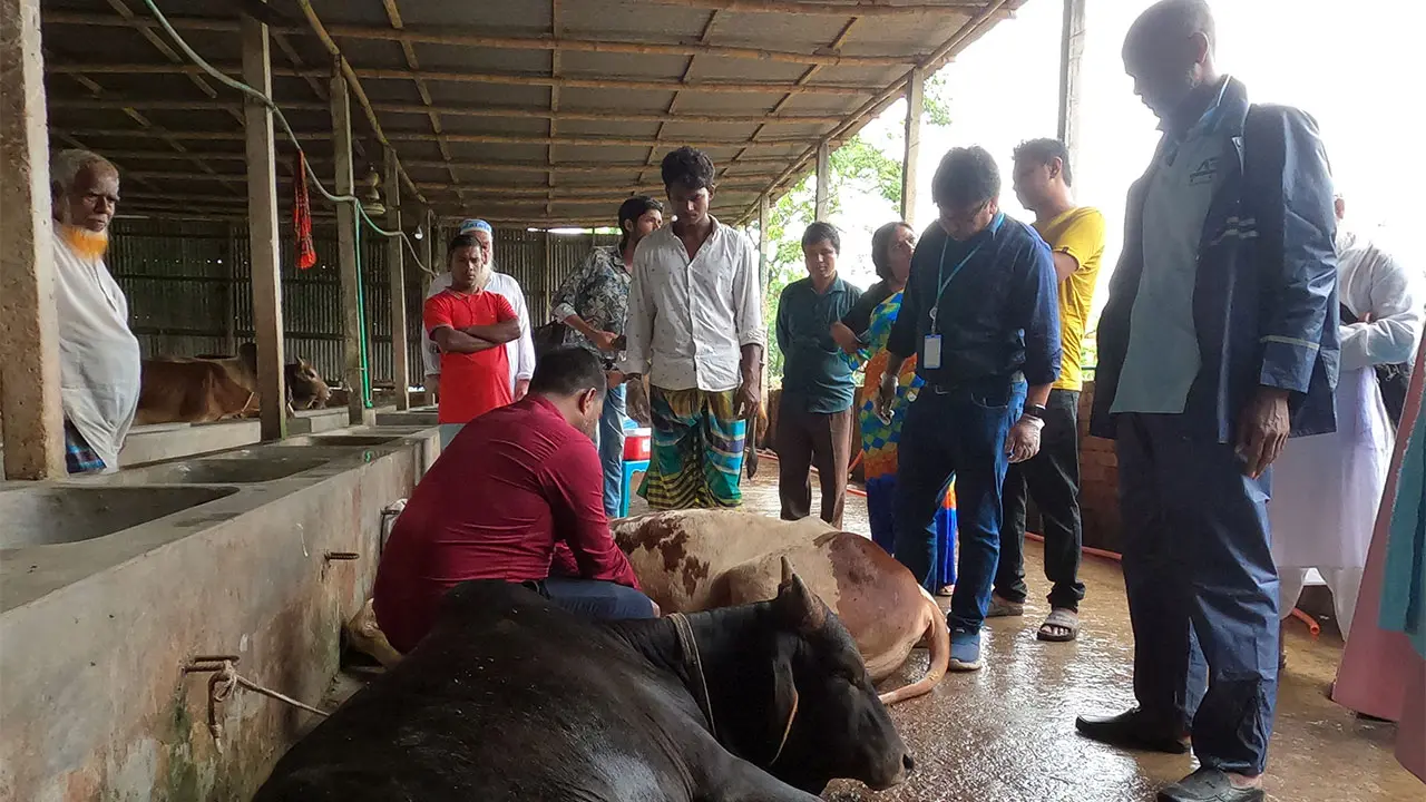 ২৭ গরুর মৃত্যুর ঘটনায় নমুনা সংগ্রহ তদন্ত দলের